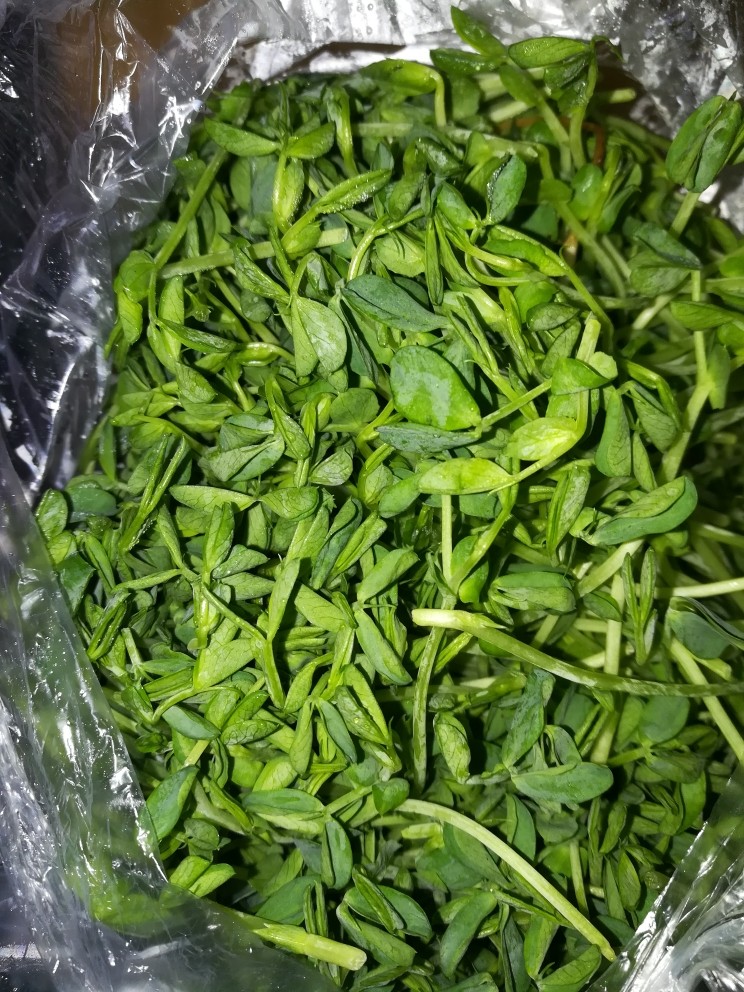 这样一款清新亮丽的春卷,发在朋友圈,好评如潮,可以诱惑无数人,<a style='color:red;display:inline-block;' href='/shicai/ 3268'>豆苗</a>