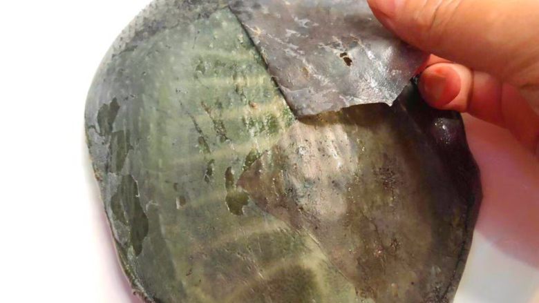 清炖甲鱼汤,甲鱼焯好水捞出来,把外面的一层膜撕掉,整只甲鱼上都有一层膜哈,包括甲鱼皮上也有,全部都要清理干净。