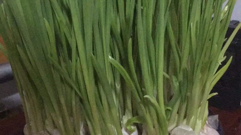 蒜苗炒蛋(简单美味版),家里有发芽的蒜可以放碗里加水让其发苗