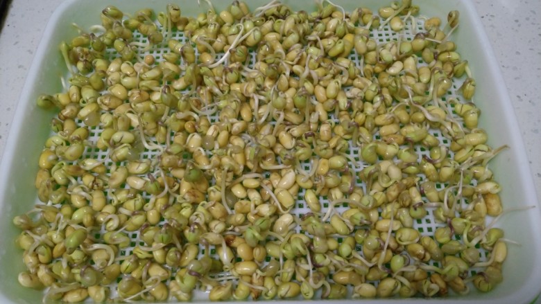 芽苗菜炒平菇,第三天换水一次,喷水3次。