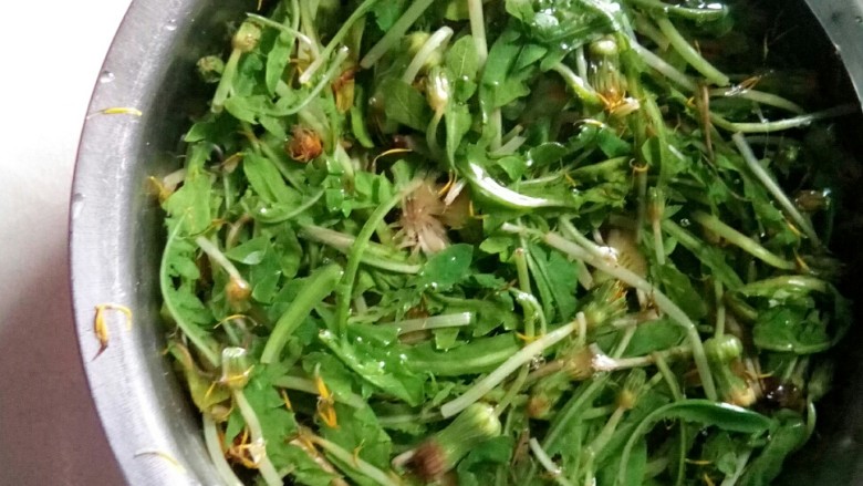 #野菜集# 蒲公英馄饨,汆水后,泡入冷水中。