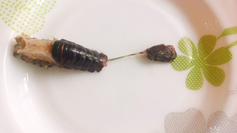 椒盐小龙虾(非油炸版),掐去头部,残余的腮部和脚,然后抽出虾肠,用刷子刷洗干净