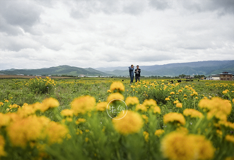 牛佤松茸季：找到松茸了哦