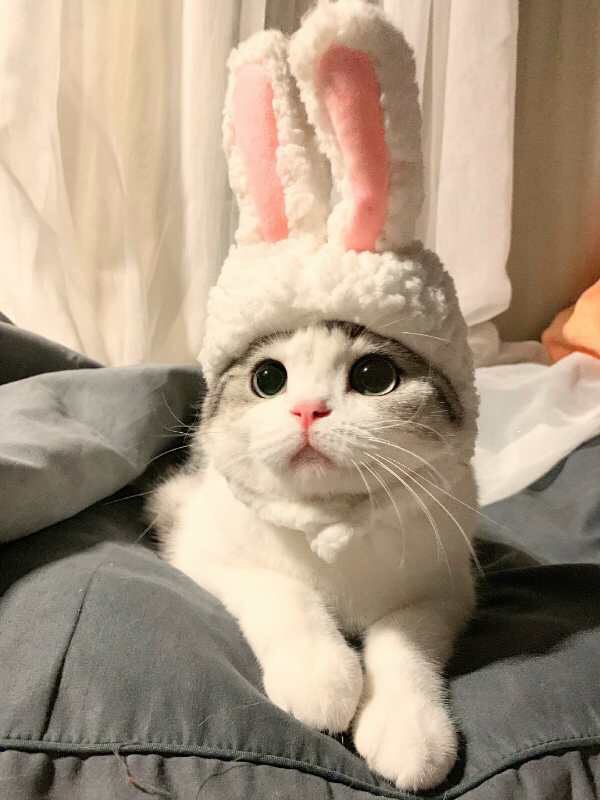 优雅 • 冬阴功海鲜汤,🐱连泡芙都说好好吃~~