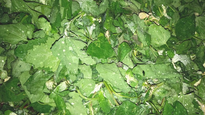 凉拌灰灰菜,多冲洗几次,用凉水泡一会