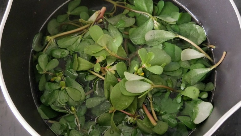 马齿苋鸡蛋饼,奶锅放适量水烧开,然后滴入几滴食用油和少许盐,放入马齿苋焯水十秒钟后捞出。