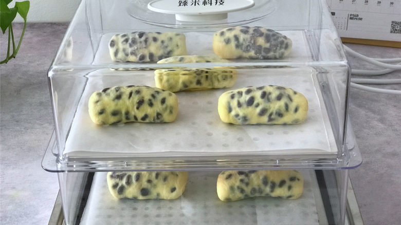 玉米面蜜豆卷,做好的玉米卷放入臻米折叠电蒸锅进行二次醒发。