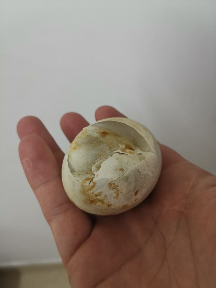 蒸咸鸭蛋,出现一个裂开的,估计温度变化太大,建议下次冷水上锅