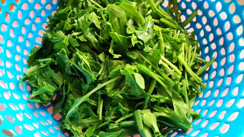 虫草花芝麻菜拌鸡丝,这期间我们来处理<a style='color:red;display:inline-block;' href='/shicai/ 158'>芝麻菜</a>,用饮用水洗净,然后切碎