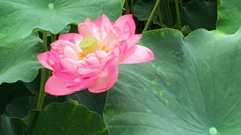 罗勒碎土豆片,为了凑够6个步骤只有上个赏荷的照片了

