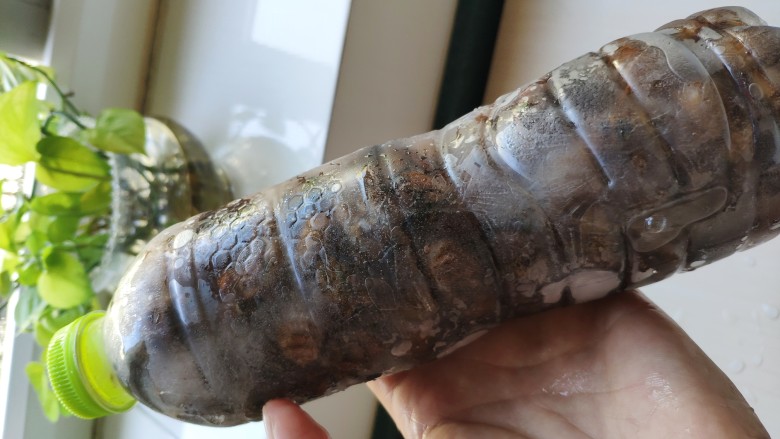 椒盐香辣金蝉(知了猴),我买的被装在矿泉水瓶子里的金蝉,是冷冻的。