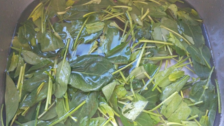 鸡蛋炒菠菜,掐的长短要均匀,先泡后洗,捞出来控水。