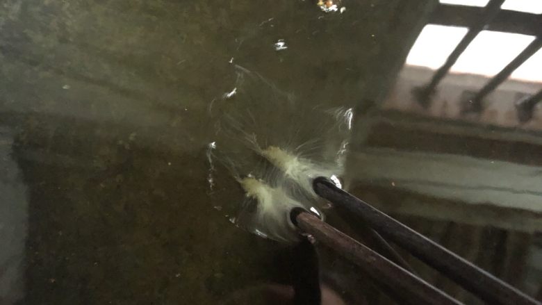 拔丝芋头,放入筷子能迅速起泡的时候,放入芋头条。