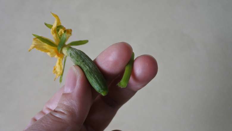 黄瓜花炒鸡蛋,黄瓜花去掉尾端的瓜藤,洗净
