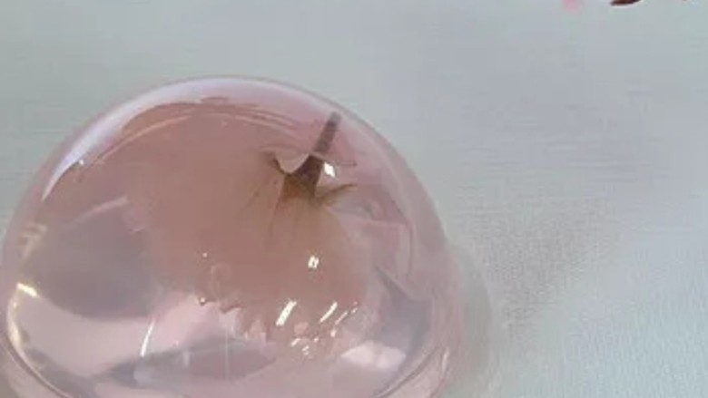 樱花果冻