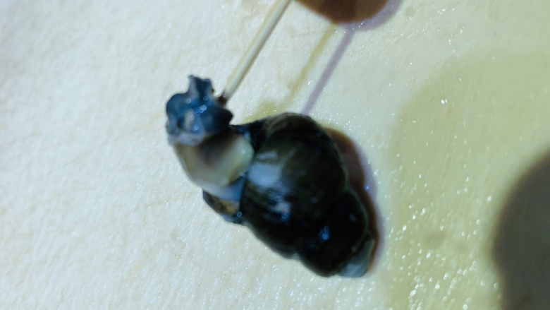 田螺塞肉,田螺煮好,捞出,冲水,然后一个个用牙签,挑出螺肉;