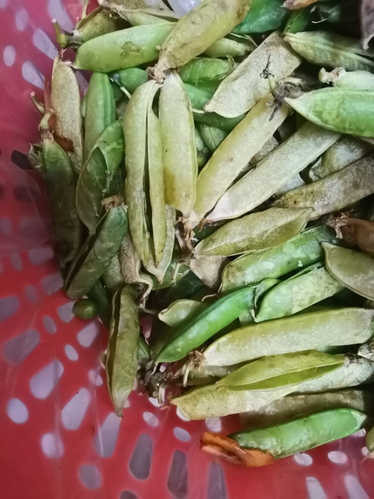 超级好看又好吃的椒盐金玉满堂,你值得拥有,豌豆荚剥仁