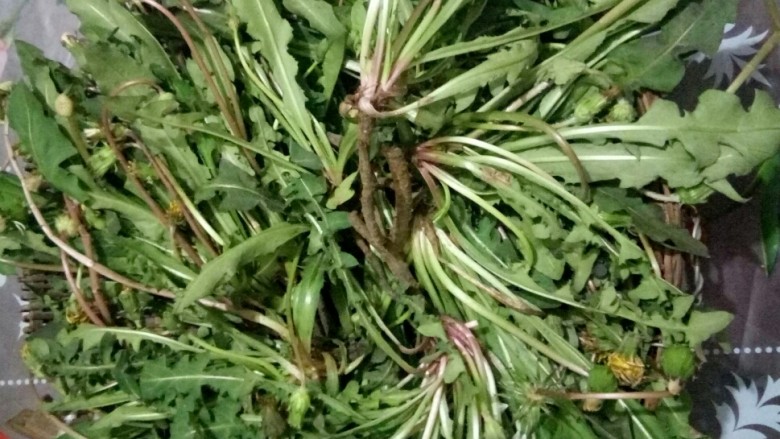 蒲公英茶,准备<a style='color:red;display:inline-block;' href='/shicai/ 3699'>蒲公英</a>。