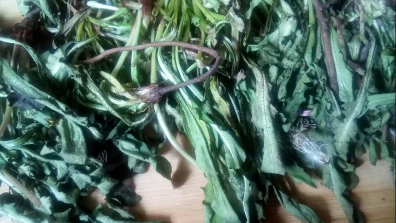 蒲公英茶,洗净，沥干水分。