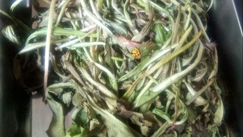 蒲公英茶,去除蒲公英的根。