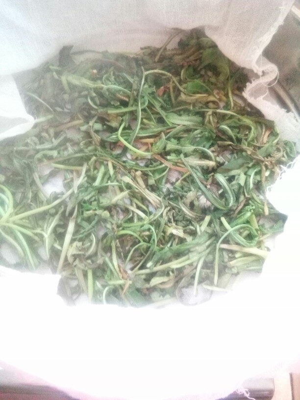 蒲公英茶,上锅蒸一分钟。