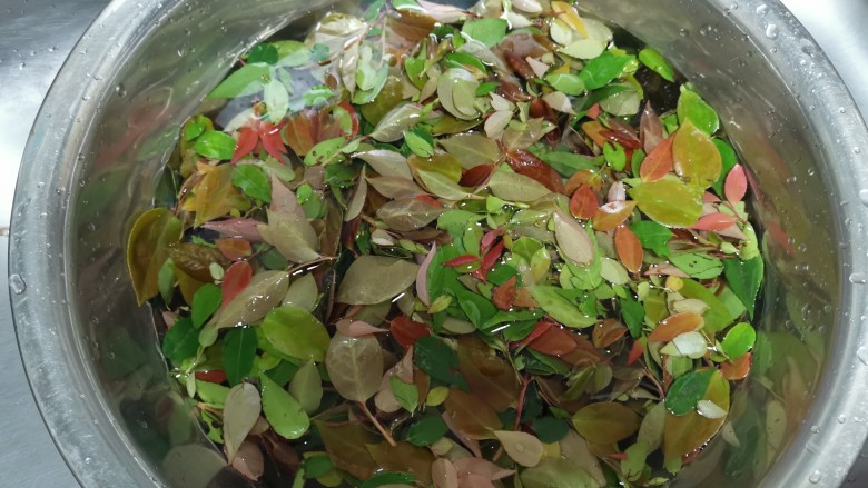 江南美食,我敢肯定,你一定没吃过这么丑,但也香喷喷的乌饭,第3次漂洗