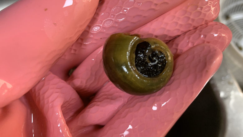 爆炒田螺肉,尾部去掉,注意带手套,小心别弄伤自己