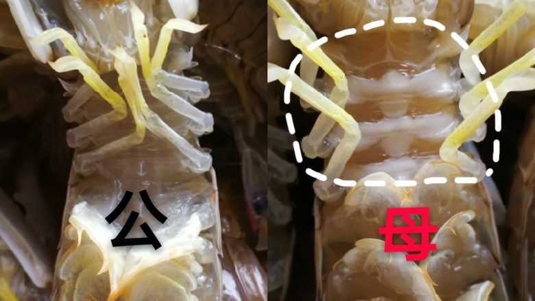香辣皮皮虾,教大家分公母,看脖子下面的三道杠,公的是透明的,母的发白,这个方法来区分,可以说99.99%没错啦!
