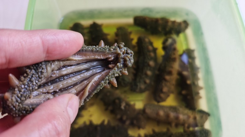 小米海参粥,泡软的海参用剪刀纵向剪开腹部,留着海参的筋,把腹腔里的杂物及沙嘴去除,冲洗干净。