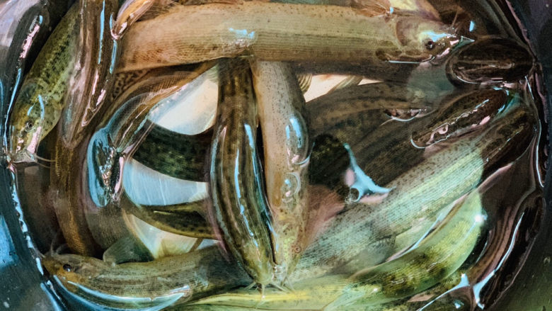 泥鳅炖豆腐,沥水,放碗里;