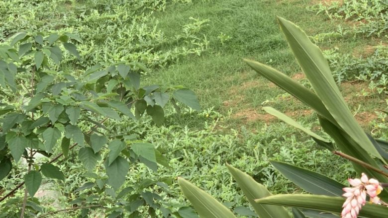 绿豆海带汤,高压锅盖盖子煮15分钟。