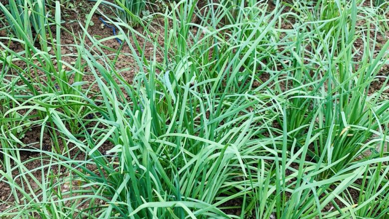 菠菜柳叶素菜包,去菜地割韭菜。