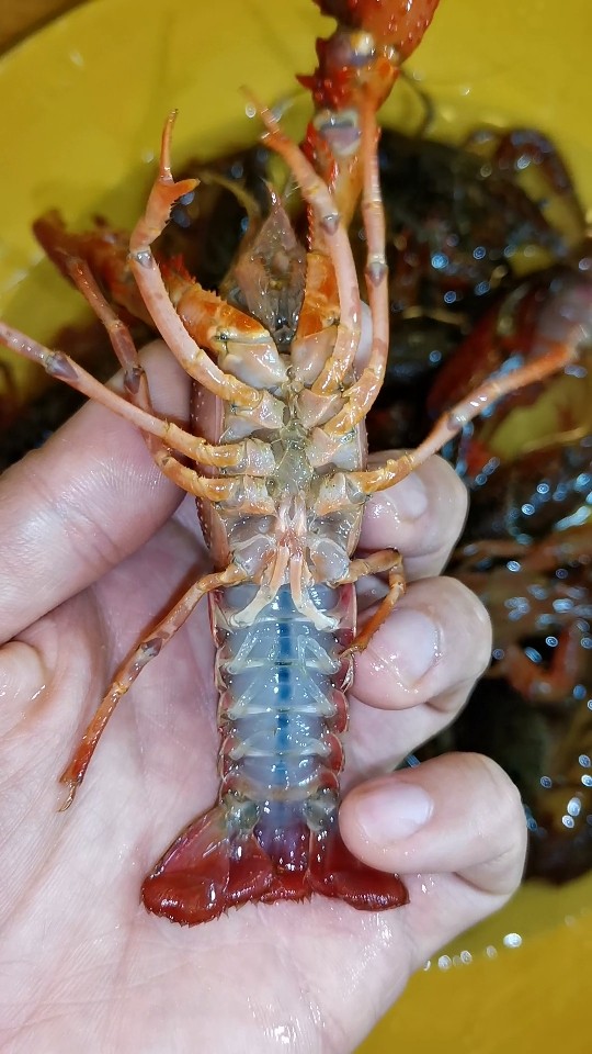 “李白靓虾”冰醉小龙虾,购买时挑选腹部白净的青虾或者青红虾。深红色的虾壳厚，更适合做红烧口味。