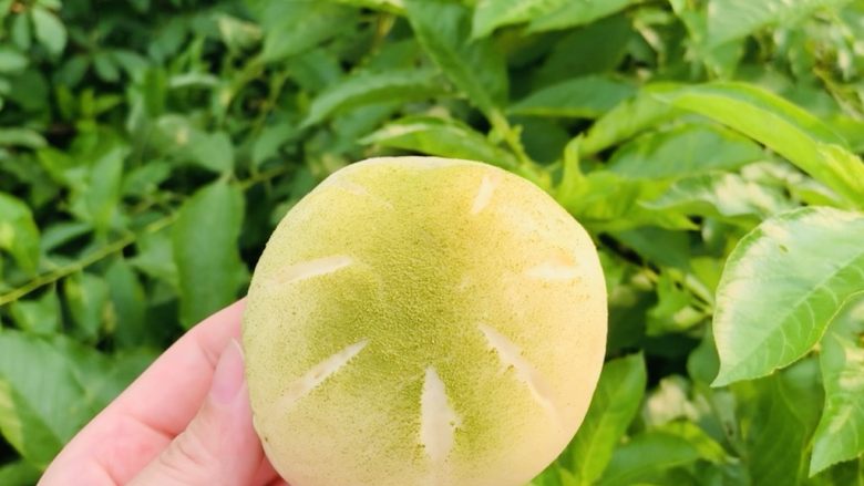 艾草麻薯包,这颜值,绝了吧。