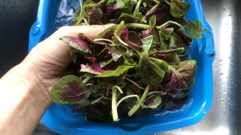 清炒苋菜,在最后一次清洗时,要像揉衣服一样将菜轻揉数下;