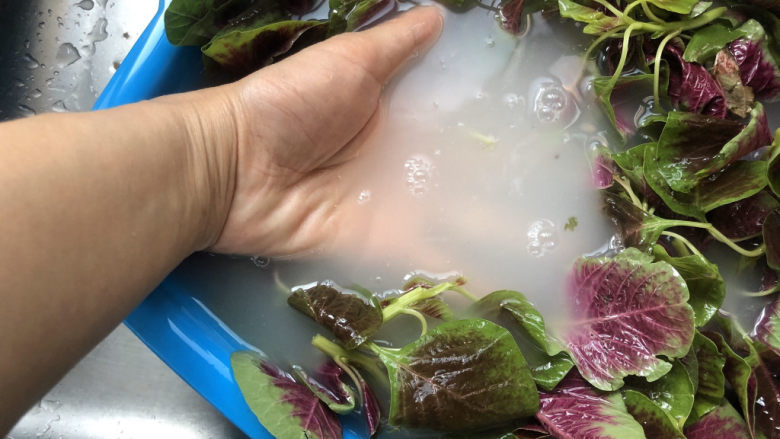 清炒苋菜,浸泡一会,可以去除残留农药