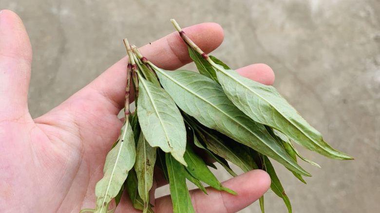 狂野番茄芝士薄底披萨,摘4，5撮嫩叶就行。