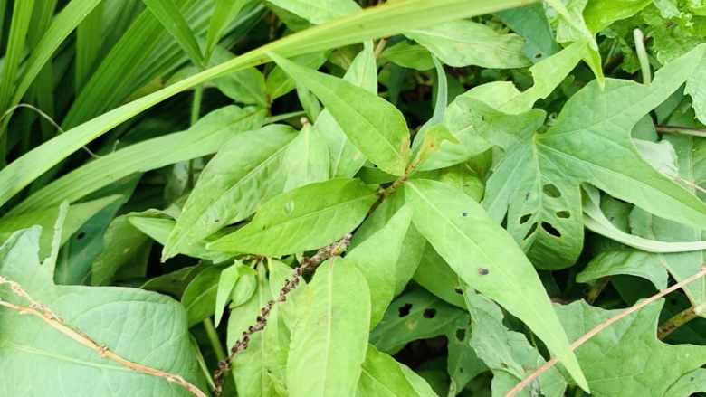 狂野番茄芝士薄底披萨,没有欧芹碎,我用其他香料叶子代替的,这个在我这称它是除腥草。也没这个用香菜和九层塔或是薄荷代替都可以。