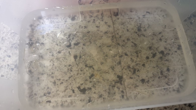 宝宝无糖奶酪棒,吉利丁片出去凉水泡软,我加了点冰块给水降温。