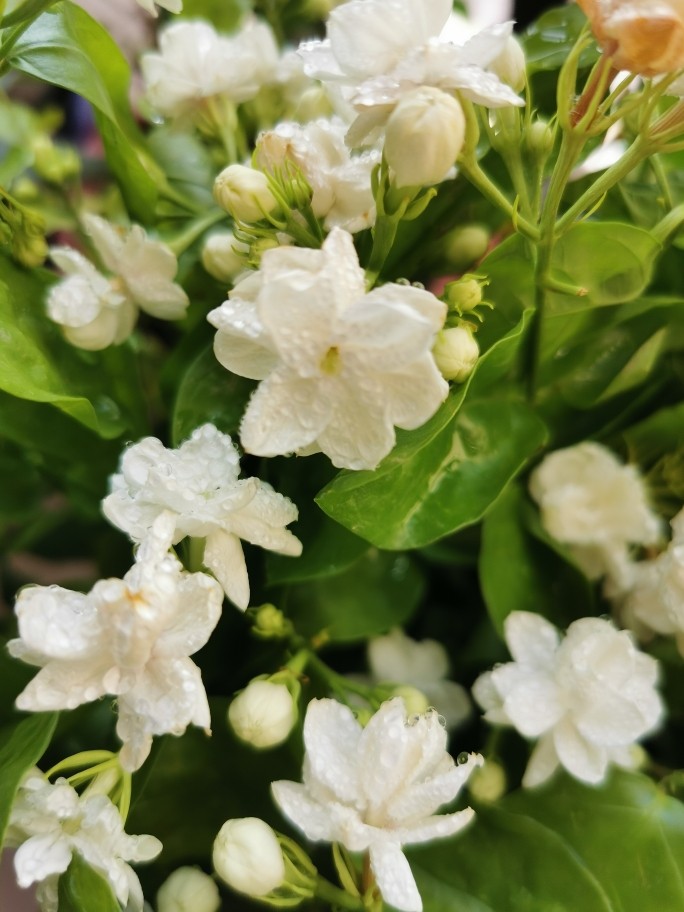 茉莉花冰,茉莉花必须新鲜干净。