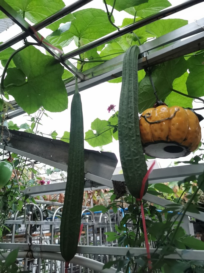 蒜蓉蒸丝瓜,自家种的瓜。