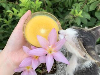 葡萄馅南瓜布丁