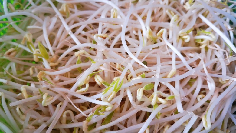 醋溜豆芽,将绿<a style='color:red;display:inline-block;' href='/shicai/ 120'>豆芽</a>洗净,用盐水泡十分钟,捞起沥干水分备用