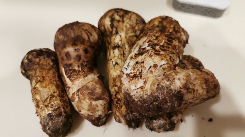松茸一森林里珍贵的菌子【附6种做法】,松茸清理步骤:
1.准备一把小刀将附着在松茸表面的泥土初步清理掉,主要是根部的泥土。
2.再用毛刷刷掉表面的一些细的泥土或者是树叶等脏东西。
3.将其置于细小的水流下稍微冲湿,然后用海绵或者毛巾轻轻擦拭干净。
4.若是怕不干净的话,可以再使用毛刷轻轻擦拭几遍。