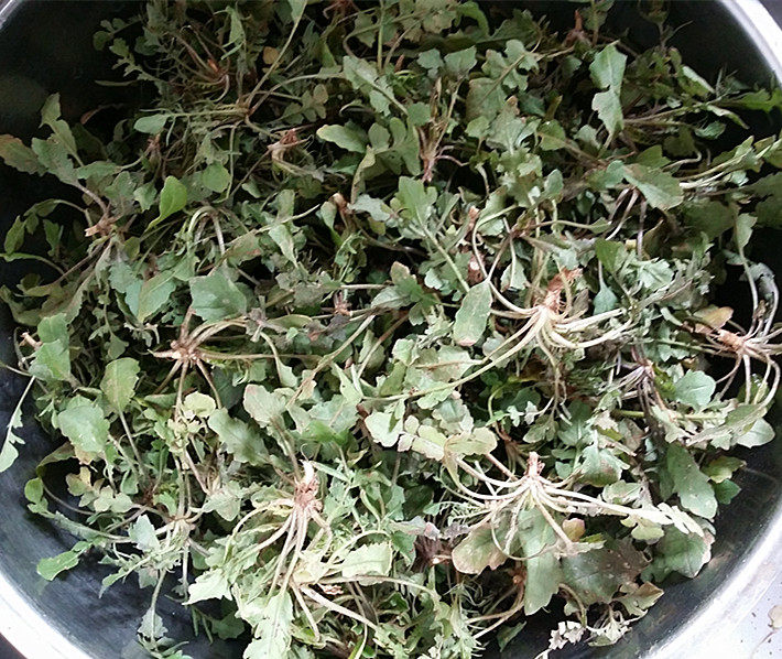 三鲜小馄饨,新鲜的野生<a style='color:red;display:inline-block;' href='/shicai/ 126'>荠菜</a>,摘去黄叶后洗净