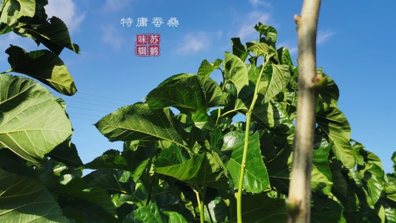 减肥清补桑叶茶,秋季郁郁葱葱的桑叶地，空气决定品质