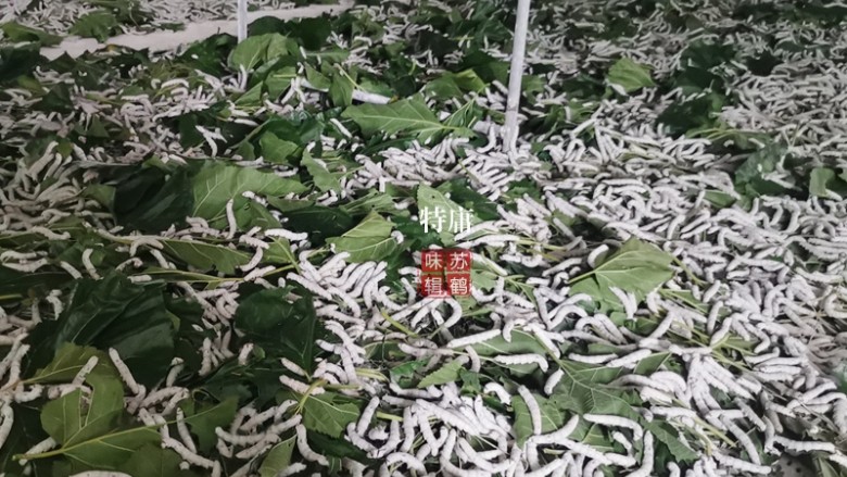 减肥清补桑叶茶,先喂蚕，剩下的才是人的茶品