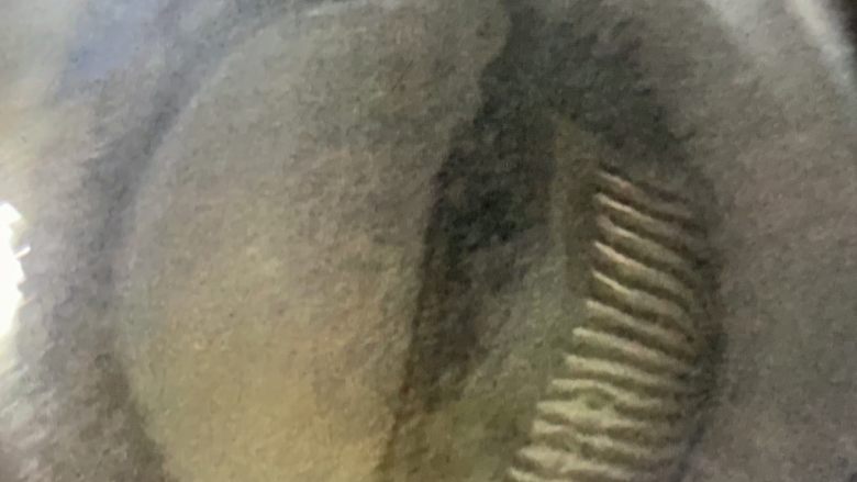 毛豆炒肉丝,油