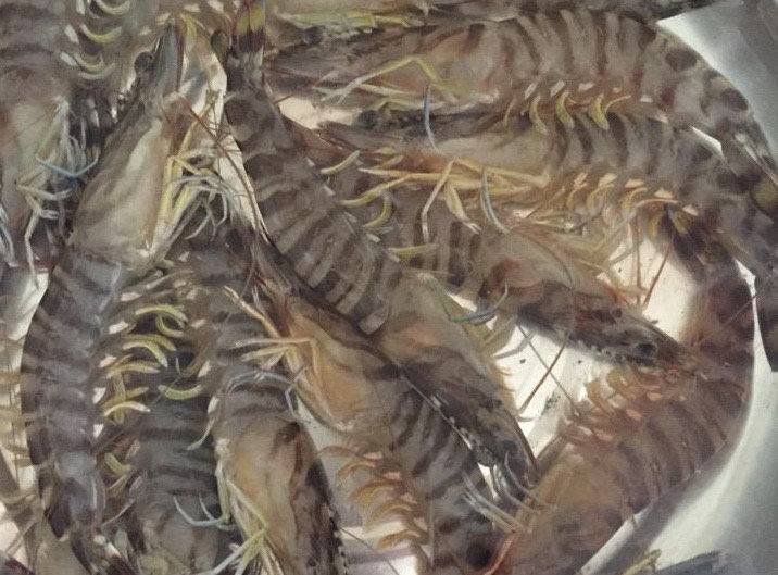 清蒸虾,基围虾或者一般的海虾一定要选鲜活的,这样蒸好的虾才鲜嫩。