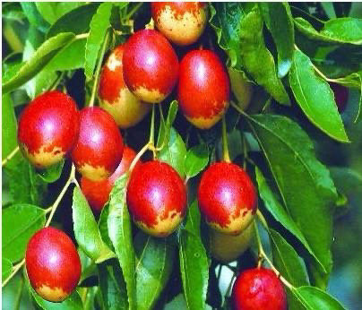 红枣南瓜粥,特别喜欢在树上的<a style='color:red;display:inline-block;' href='/shicai/ 2471'>大枣</a>，十一期间回老家，有枣树，我们就爬树摘<a style='color:red;display:inline-block;' href='/shicai/ 2471'>大枣</a>。